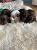 Puppys Bolonka Zwetna (Boomerjes)