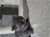 Grote foto britse korthaar british shorthair dieren en toebehoren raskatten korthaar