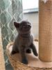 Grote foto britse korthaar kitten dieren en toebehoren raskatten korthaar
