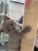 Grote foto britse korthaar kitten dieren en toebehoren raskatten korthaar