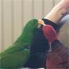 Grote foto koppel edelpapegaai dieren en toebehoren parkieten en papegaaien