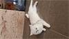 Grote foto shinchila britsen kortharige dieren en toebehoren dekkaters