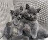 Britse Korthaar Kittens