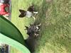 Grote foto chichuahua pups dieren en toebehoren chihuahua en gezelschapshonden