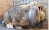 Grote foto uitverkoop franse hangoren dieren en toebehoren konijnen