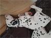 Grote foto dalmatier pups dieren en toebehoren niet rashonden