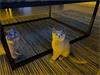 Grote foto 4 brits korthaar kittens te koop dieren en toebehoren raskatten korthaar