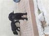 Grote foto labrador pups dieren en toebehoren retrievers spani ls en waterhonden