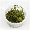 In-Vitro cup Hygrophila Pinnatifida - aquariumplant 100cc