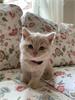 Grote foto onze rasechte brits korthaar kittens dieren en toebehoren raskatten korthaar