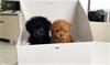 Abrikoos/rood 4* Miniatuur Poedels pups 