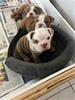 3 prachtige reuen Engelse bulldog