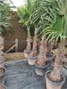 Trachycarpus fortunei palmbomen te koop