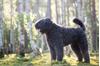 Bouvierpups