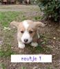 welsh corgi pups