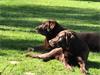 Honden mee op vakantie Ardennen, 2 pers Gite