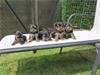 Grote foto lieve yorkshire pups bij echte hondenliefhebber dieren en toebehoren overige honden