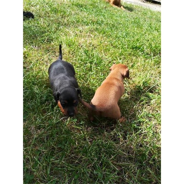 Pincher Pups te Koop Kopen Bulldogs, Pinschers en Molossers