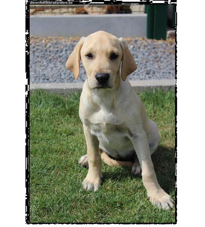 Kruising Labrador Retriever Pups Kopen NietRashonden