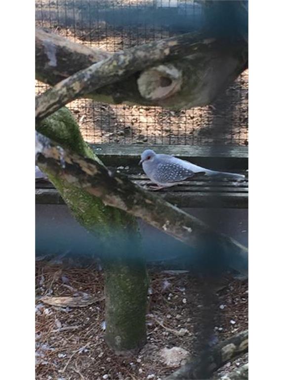 diamantduifjes-kopen-overige-vogels