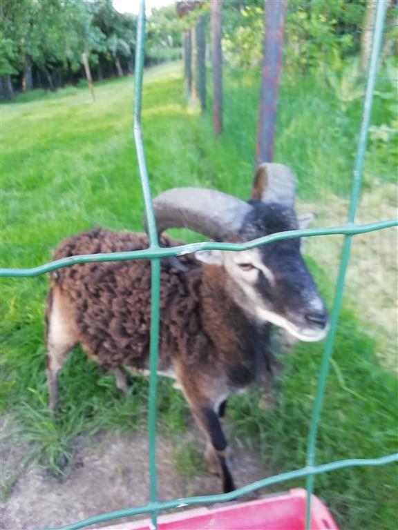 Boerderij.nl -- Vleesvee, Varkens, Geiten En Schapen Die Samen In Een Ronde Stal Verblijven Dat Is Het Roundhouse Bij De Harms Hoeve In Malden