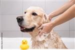 Dog Shampoo 5 liter