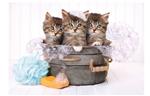 Puzzel - Lovely Kittens (180)