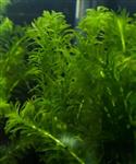 Aquariumplant - Elodea Densa bos (zuurstof)