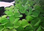 Salvinia Natans - Aquariumplant drijfplant in cup