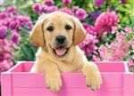 Labrador puppy in pink box Castorland B-030071