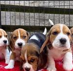Schattige Beagle pups op zoek naar een nieuw huis