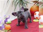 Franse bulldog-pups