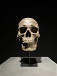 Beeld, NO RESERVE PRICE - Stunning human skull statue on stand - Brown Colour - Museum Quality - 21 