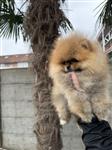 pomeranian bearface mini pomeriaan dwerkees