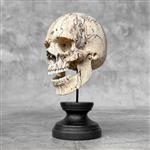 Snijwerk, -NO RESERVE PRICE - Stunning Wooden Human Skull With A Beautiful Grain - 19 cm - Tamarindu