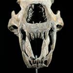 GEEN RESERVEPRIJS - Een replica van de schedel van een ijsbeer op standaard - Museumkwaliteit - Taxi