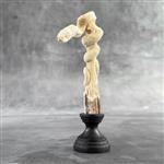 Snijwerk, NO RESERVE PRICE - A Snake carving from a deer antler on a custom stand - 17 cm - Hertenge