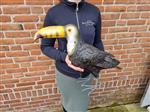 Beeld, Large Metal Toucan - 42.5 cm - metaal