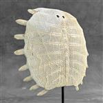 GEEN MINIMUMVERKOOPPRIJS - Chinese Soft-Shell Turtle Carapace op een aangepaste standaard - Bot - Pe