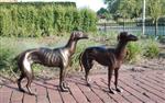 Beeldje - A pair of greyhounds (2) - IJzer (gegoten)