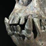 GEEN MINIMUMPRIJS - Een replica van Gorilla schedel op standaard - Museum kwaliteit - Bruine kleur -