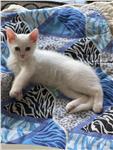 Birtse korthaar kitten wit