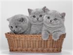 Bkh Kitten 