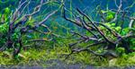 Drift wood 30-50cm
