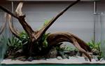 Fine sinking wood 50-65cm - Aquarium decoratie mangrove hout
