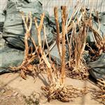 Boutique stump 85-100cm aquarium decoratie hout