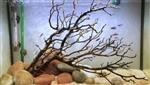Thai wood yellow 40-55cm aquarium decoratie hout