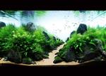 Landscape stone 10-15cm - aquarium decoratie stenen