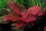 Rode tijgerlotus  - Nymphaea lotus rood aquariumplant
