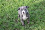 American Bully pups goed opgevoed 